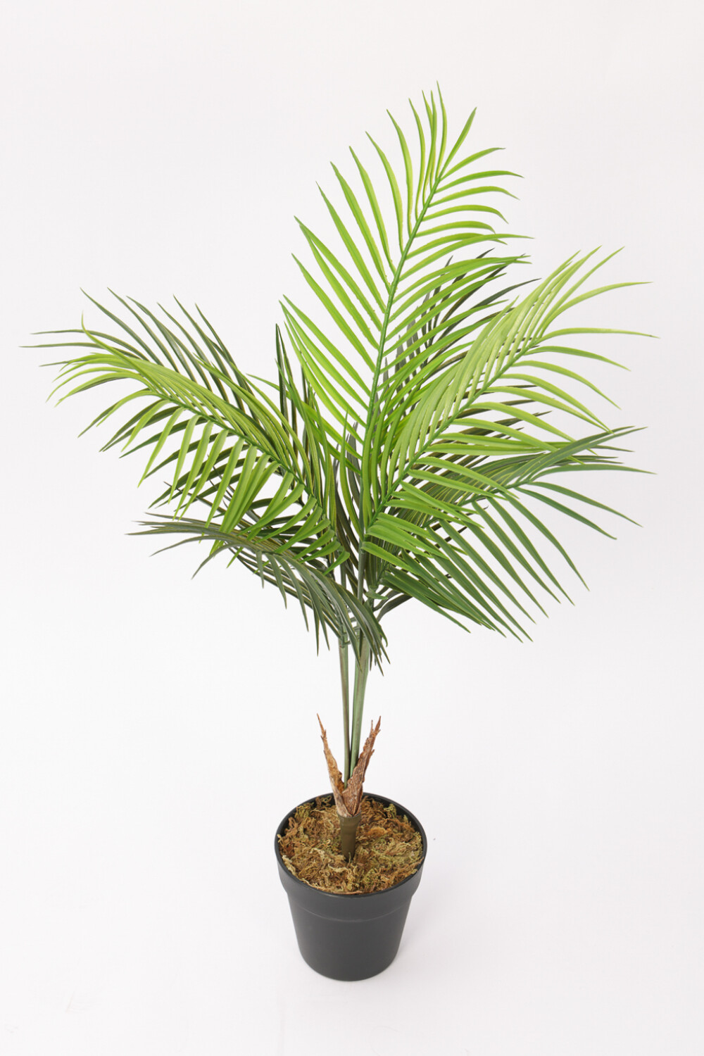 Planta Palmera Areca 80cm Color Unico