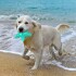 Juguete Perro Dental Morder Higiene Estrella Marina Flotante Color Variante Verde Agua