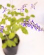 Salvia Guaranitica - H: 60cm Salvia Guaranitica - H: 60cm