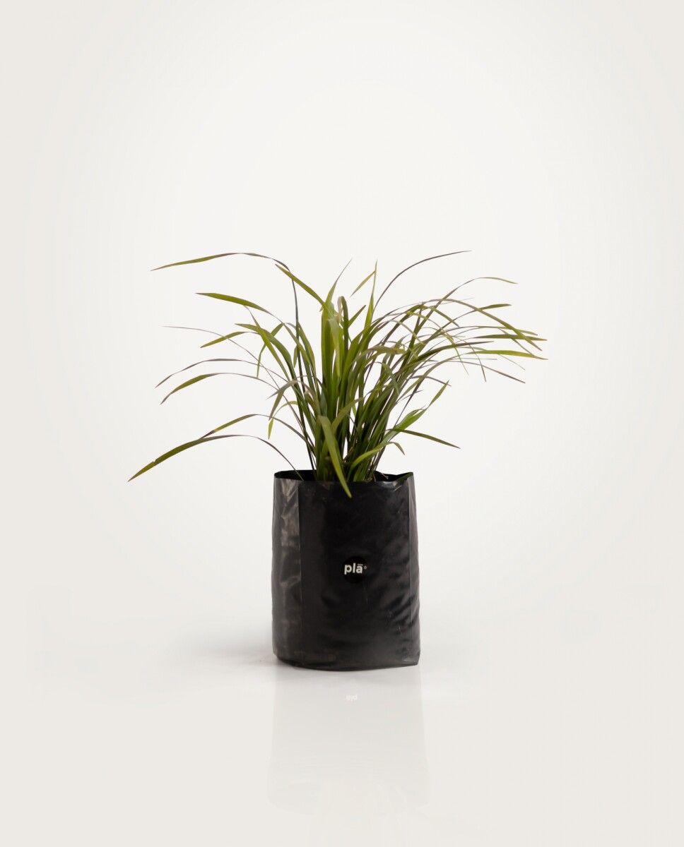 Liriope - Verde - H: 30cm 