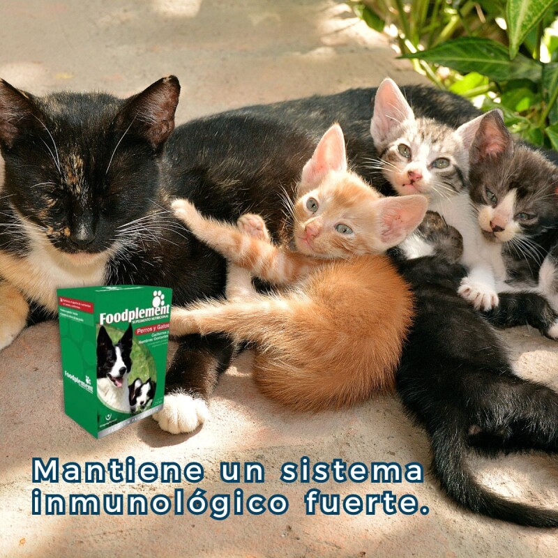 SUPLEMENTO NUTRICIONAL FOODPLEMENT CACHORROS Y HEMBRAS GESTANTES CAJA DE 250 GMS SUPLEMENTO NUTRICIONAL FOODPLEMENT CACHORROS Y HEMBRAS GESTANTES CAJA DE 250 GMS