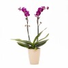 ORQUÍDEA MINI CON PORTA MACETA PORTA MACETA ROSA