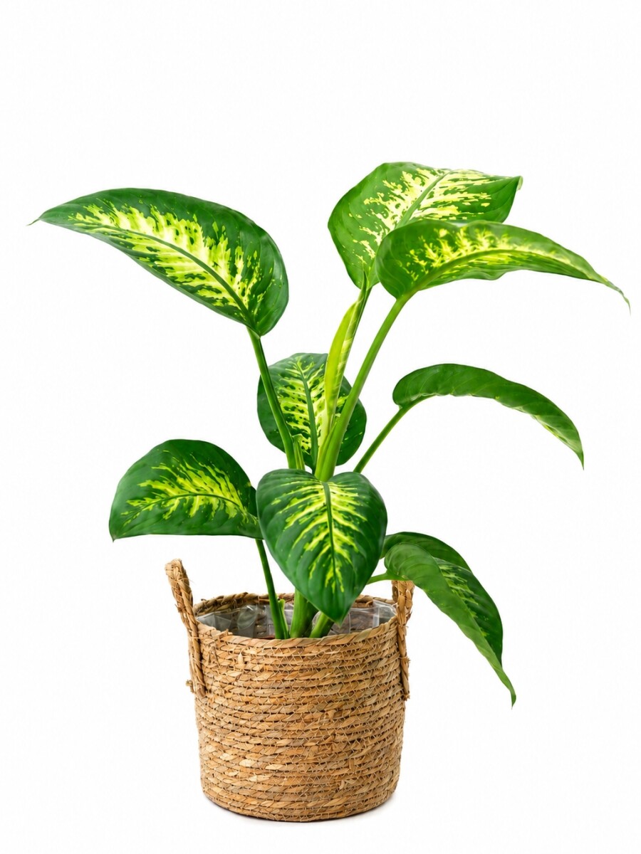 DIEFFENBACHIA DIEFFENBACHIA