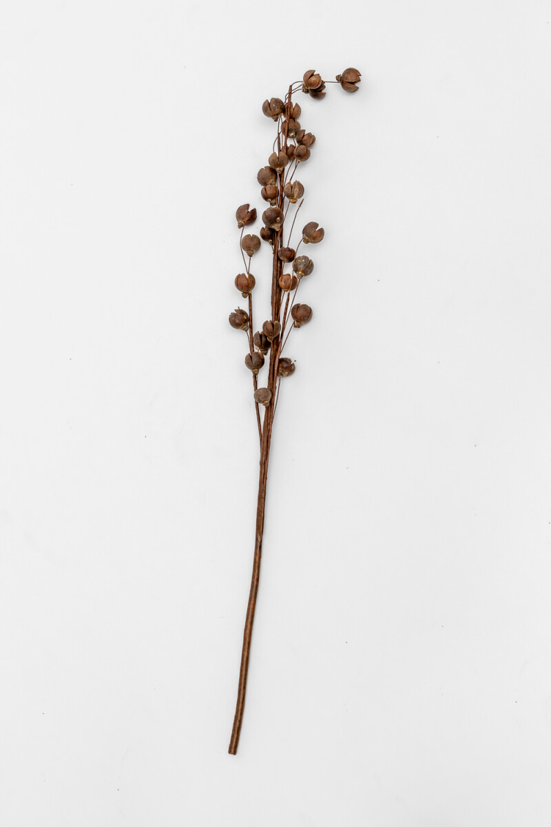 Deco Floral Flores Secas - Color Unico 