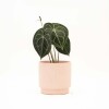 ANTHURIO CLARINERVIUM CON MACETA CERAMICA ROSA