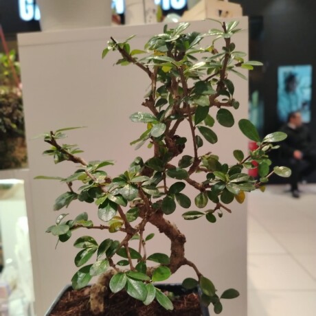 BONSAI DE 12 AÑOS 001