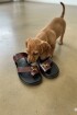 Doggie Sandals Chocolate