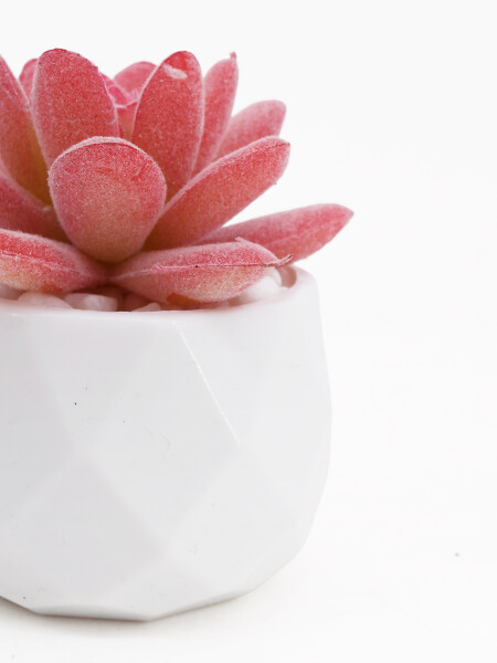 SUCULENTA NARA BLANCO