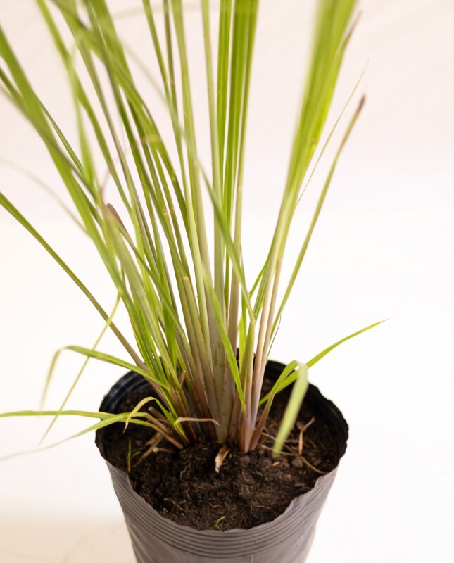 Paspalum Haumanii M - H: 90cm