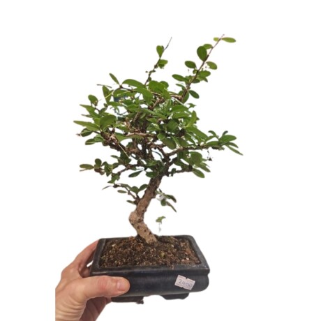 BONSAI DE 10 AÑOS 001