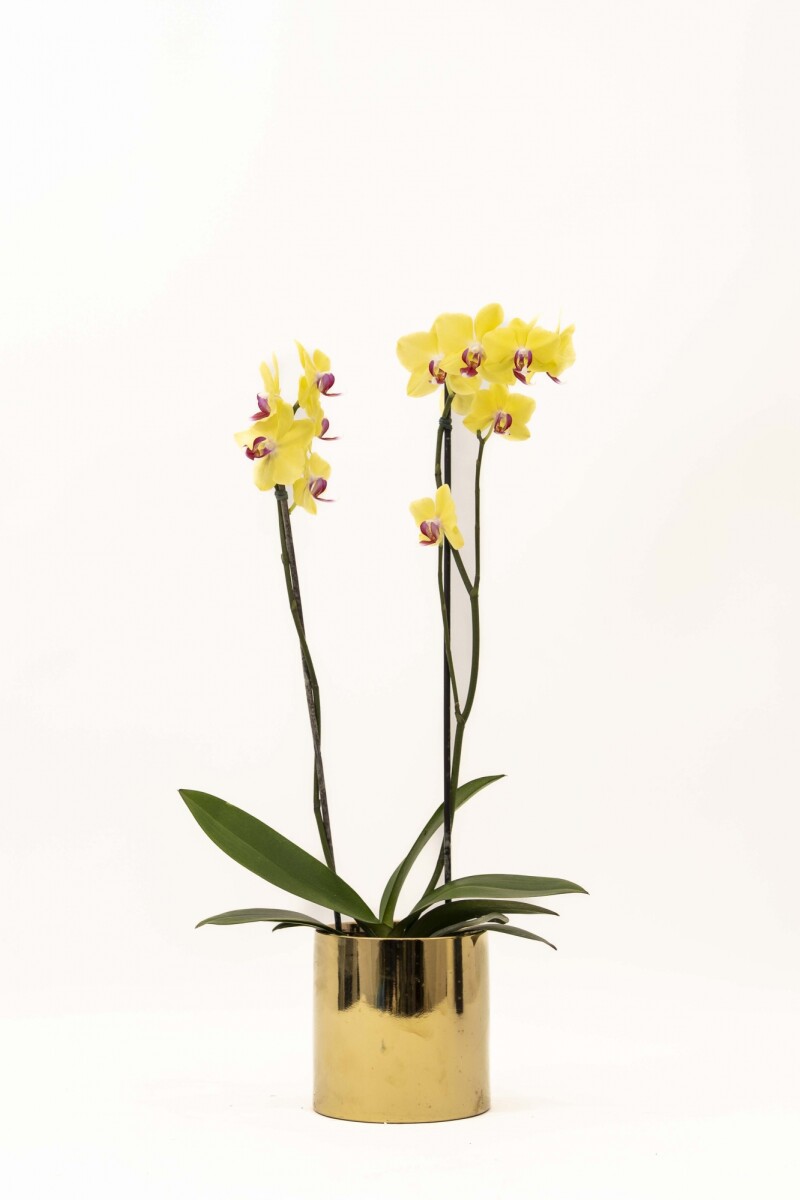 ORQUIDEA - CON MACETA MINIMALISTA DORADA 