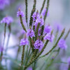 Vela Aromatica de Soja Marchand Verbena & Limon