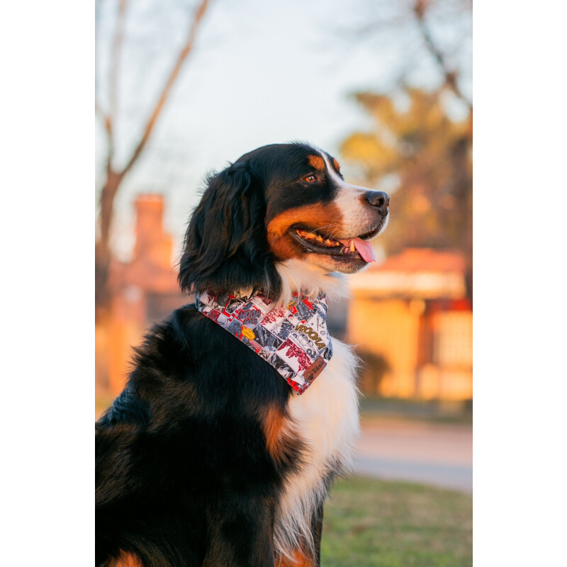 Bandanas para tu mascota Bandanas para tu mascota