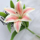 Ramo Flor de Lirío Rosado