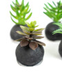 Planta Moa Mini, Mix Color Unico