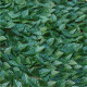 Enredadera Hojas Artificiales Por Rollo Decorativas P/jardín Verde