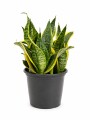 SANSEVIERIA ( ESPADA DE SAN JORGE) M HOJAS BAJAS SANSEVIERIA ( ESPADA DE SAN JORGE) M HOJAS BAJAS