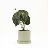 ANTHURIO CLARINERVIUM CON MACETA CERAMICA Y PLATO VERDE