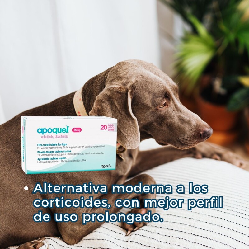 APOQUEL 16 MGS CAJA 20 COMPRIMIDOS APOQUEL 16 MGS CAJA 20 COMPRIMIDOS