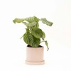 CALATHEA CON MACETA CERAMICA CON PLATO ROSA