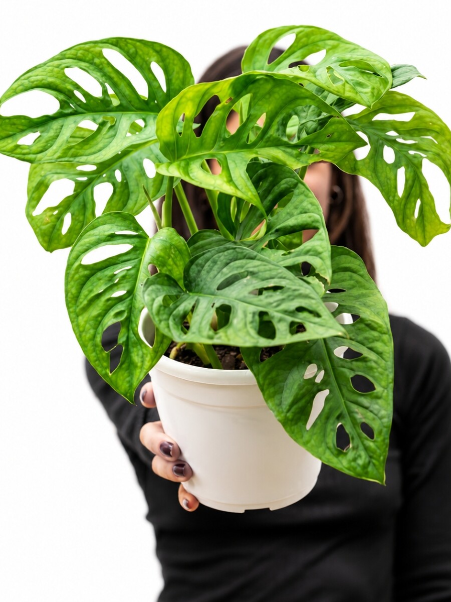 MONSTERA ADANSONII MONSTERA ADANSONII