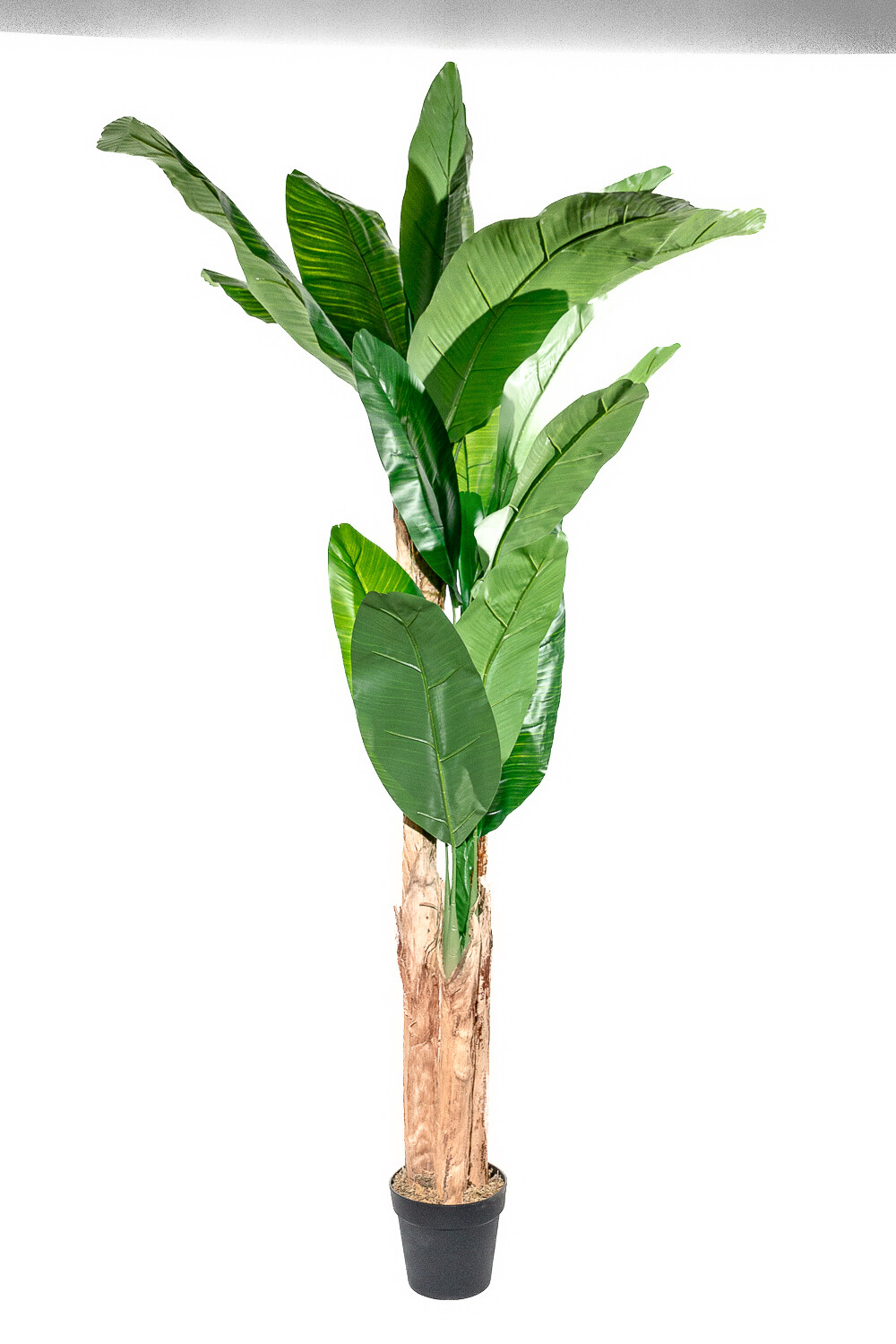 Planta Arum 100cm Color Unico