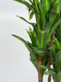 Planta Dracaena Fragrans Color Unico