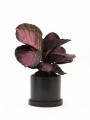 CALATHEA CON MACETA CERAMICA CON PLATO NEGRA