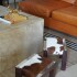 Petit Stool Cowhide claro