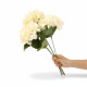 Ramo de 5 Hortensias Biege
