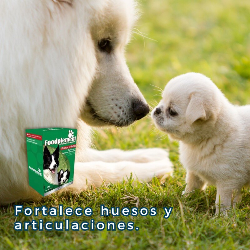 SUPLEMENTO NUTRICIONAL FOODPLEMENT CACHORROS Y HEMBRAS GESTANTES CAJA DE 250 GMS SUPLEMENTO NUTRICIONAL FOODPLEMENT CACHORROS Y HEMBRAS GESTANTES CAJA DE 250 GMS