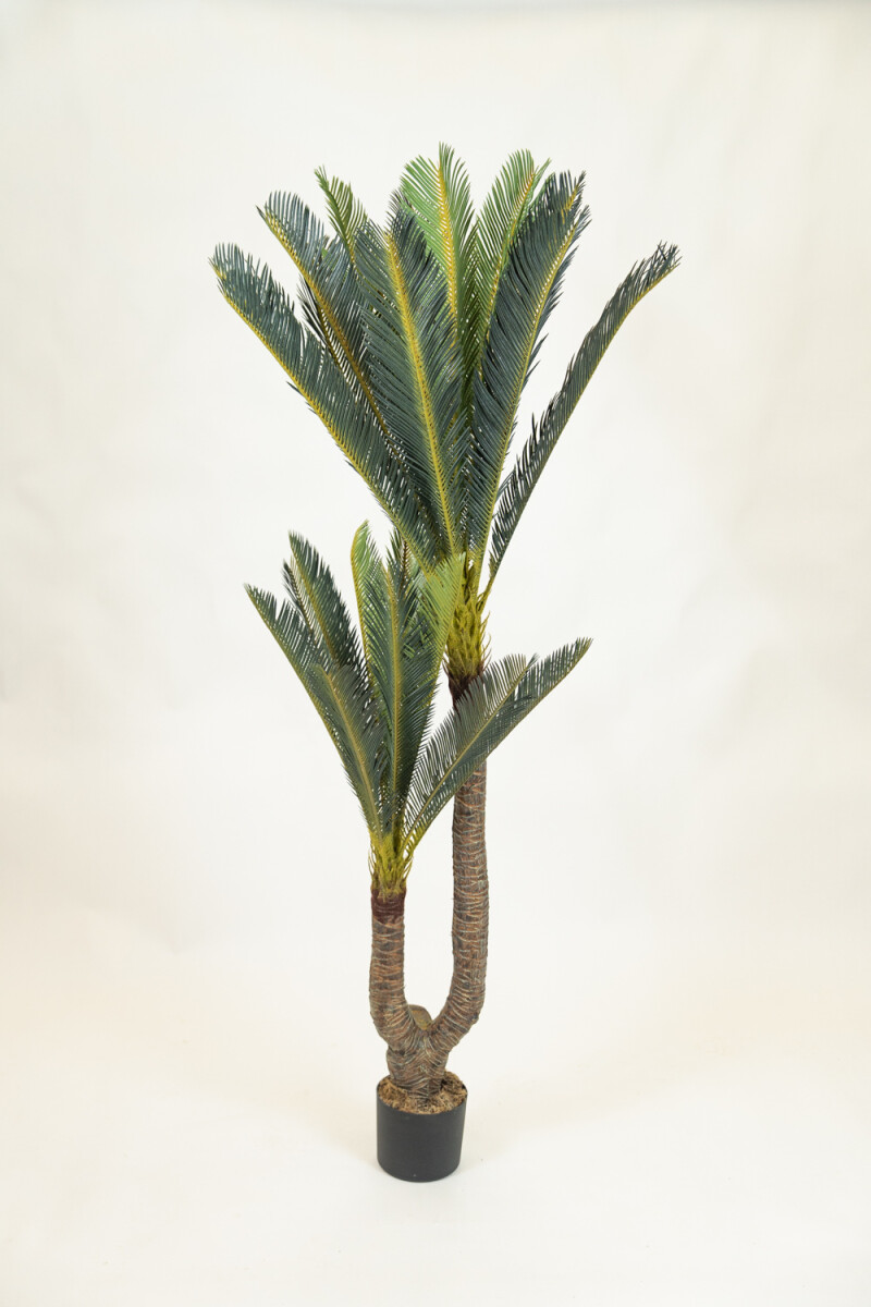 Planta Cycas Revoluta - Color Unico 