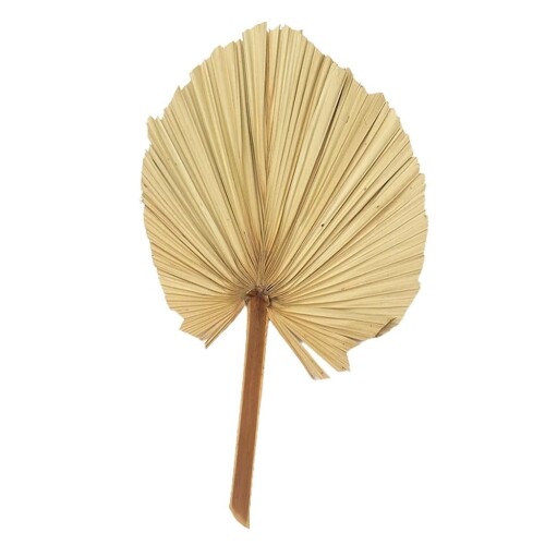 Hoja de Palma - 60 cm - Natural Hoja de Palma - 60 cm - Natural