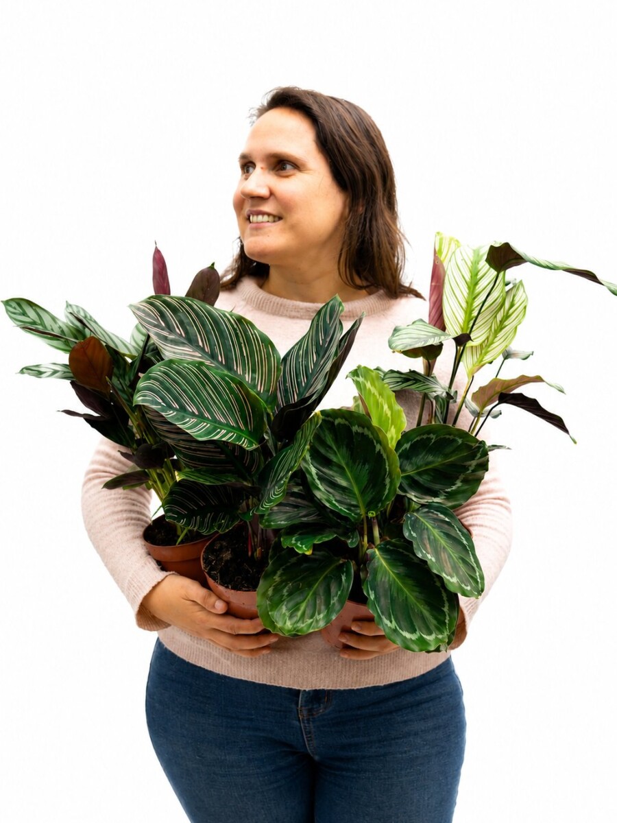 CALATHEA VARIADA CALATHEA VARIADA