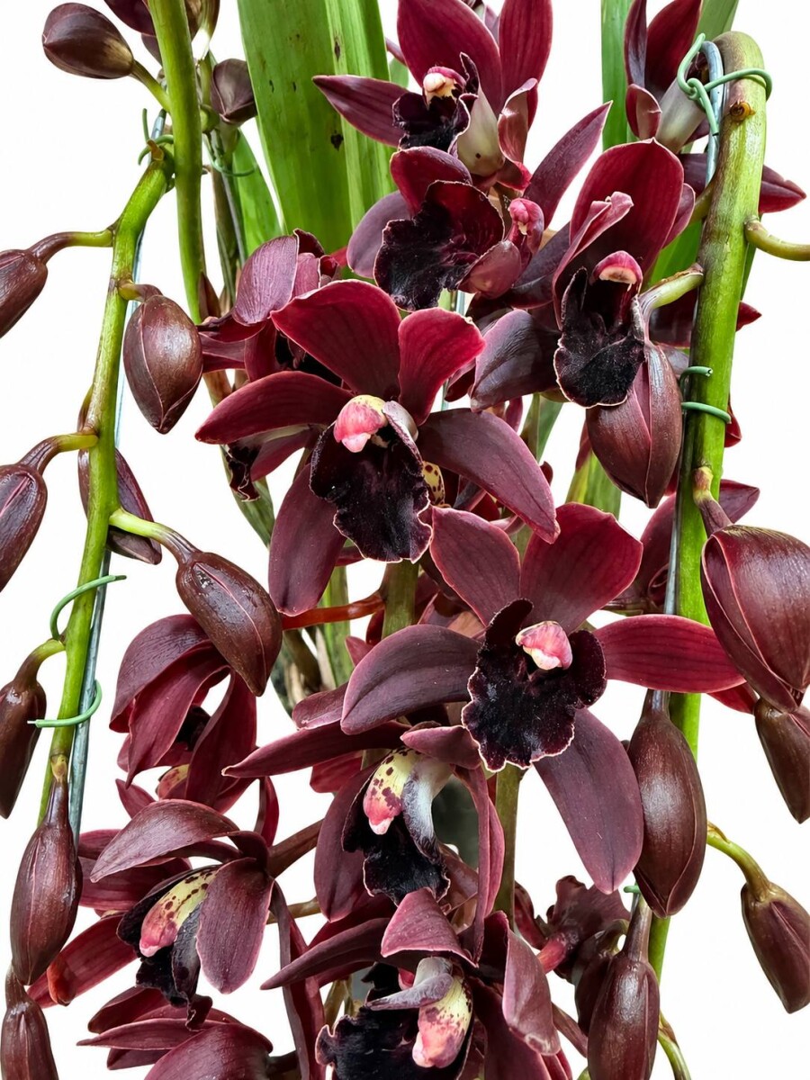 ORQUIDEA CYMBIDIUM PENDULAR ORQUIDEA CYMBIDIUM PENDULAR