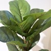 Planta Higuera - 70 cm Planta Higuera - 70 cm