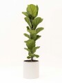 FICUS LYRATA BABY CON MACETA CERAMICA BLANCA