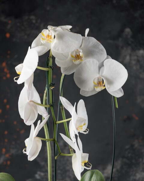 Orquídea doble cascada en globo de vidrio - grande Orquídea doble cascada en globo de vidrio - grande