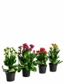 KALANCHOE KALANCHOE