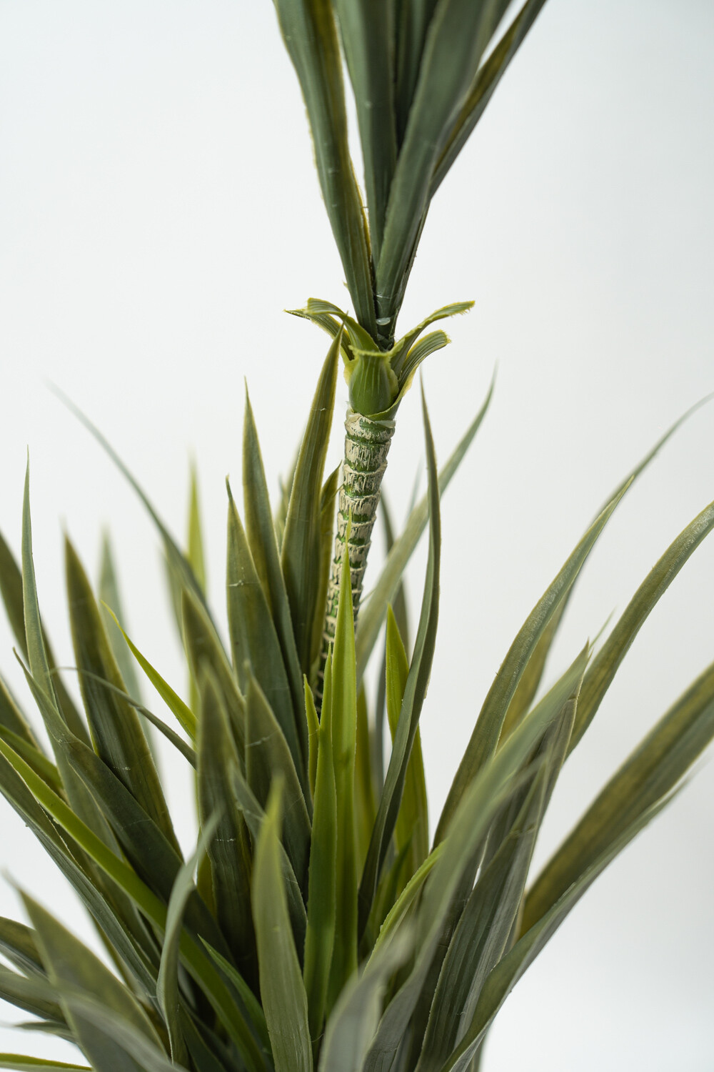 Planta Cintas Color Unico