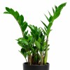 ZAMIOCULCA EN MACETA CERAMICA NEGRA