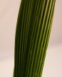 Palmera Pindo XS H: 70cm