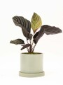 CALATHEA CON MACETA CERAMICA CON PLATO VERDE AGUA