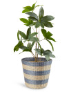 Cesta VESTER Ø35xA30cm hierba marina Cesta VESTER Ø35xA30cm hierba marina