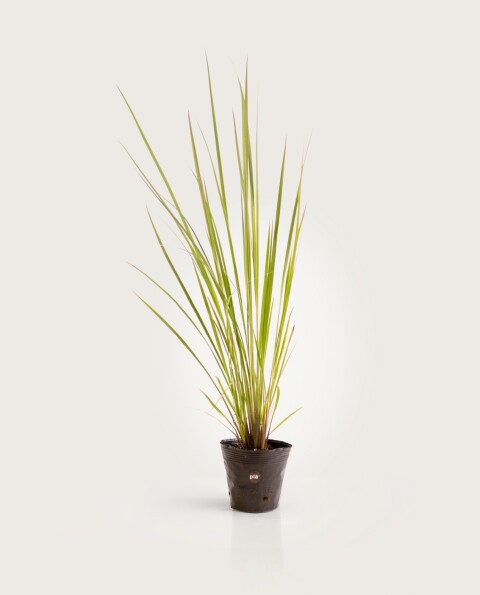 Paspalum Haumanii M - H: 90cm