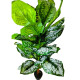 Planta Deco Artificial 1.5M Planta Deco Artificial 1.5M
