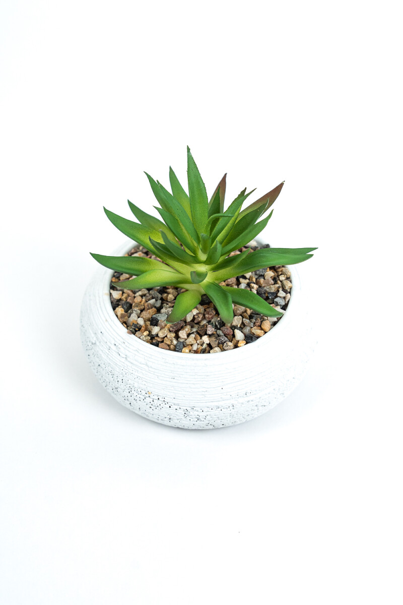 Planta Quovi - Estampado 3 