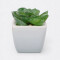 Maceta Mini Suculenta Modelo 4