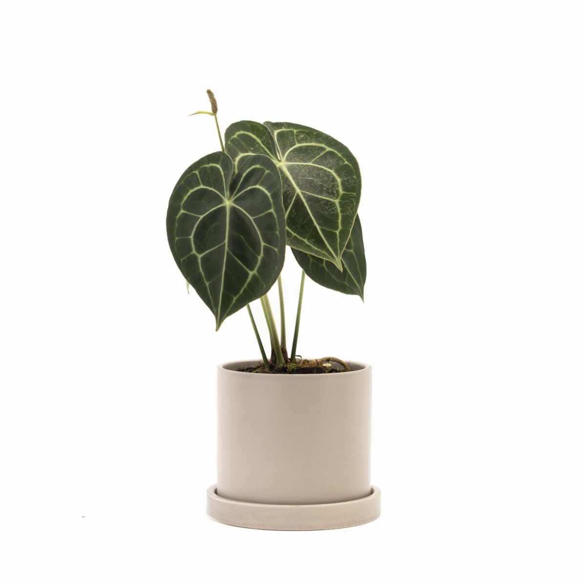 ANTHURIO CLARINERVIUM - CON MACETA CERAMICA Y PLATO GRIS 