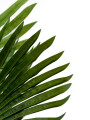 Planta Palmera Livistona 120cm Color Unico